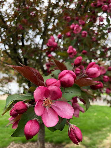 Crabapple &#39;Thunderchild&#39; - 5-6&#39; Potted