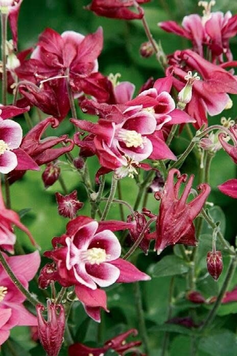 Columbine 'Winky Red and White' - 1 gal