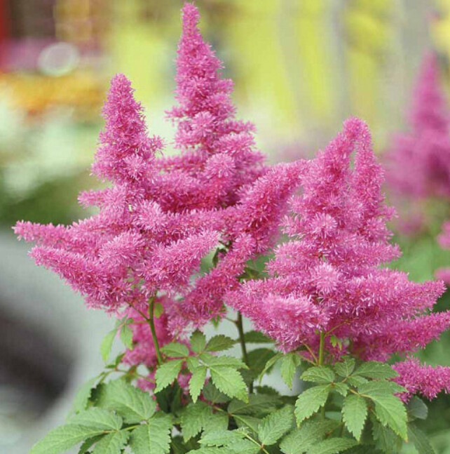 Astilbe &#39;Visions in Pink&#39; 1 gal