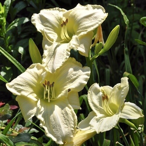 Daylily - Hemerocallis &#39;Stella Supreme&#39; - 1 gal