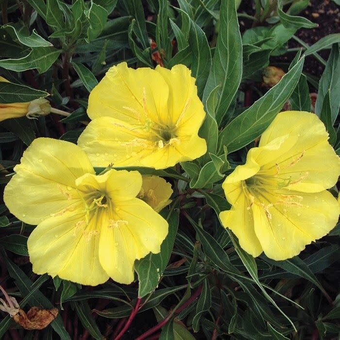 Evening Primrose &#39;Oenothera Ozark Sundrops&#39; - 1 gal