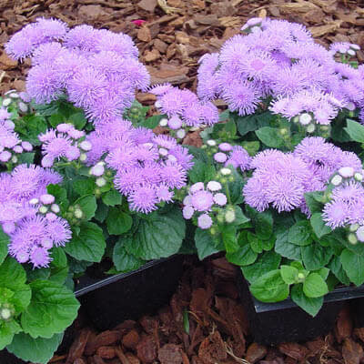 Ageratum &#39;Aloha Blue&#39; - 3 Cell Pack