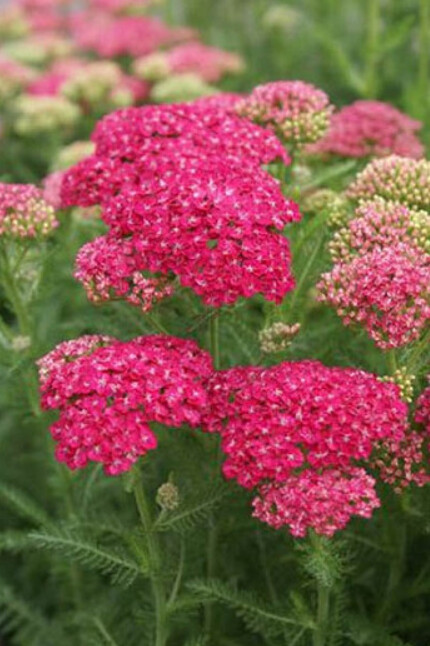 Yarrow &#39;Saucy Seduction&#39; - 1 gal