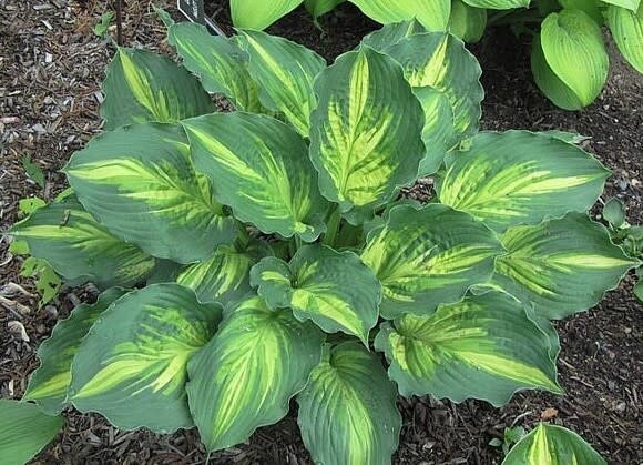 Hosta &#39;Lakeside Paisley Print&#39; 1 gal