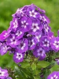 Garden Phlox &#39;Laura&#39; 1 gal