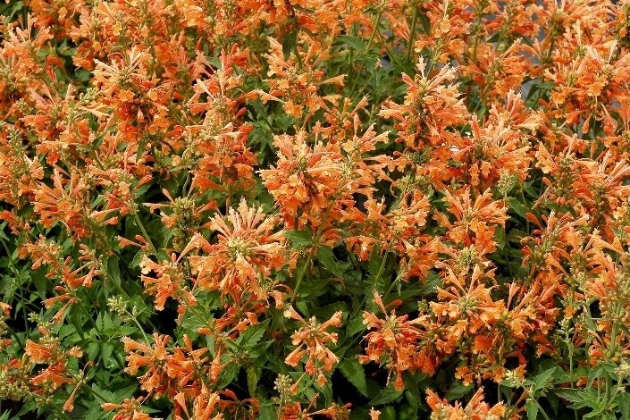 Agastache &#39;Poquito Orange&#39; - 1 gal