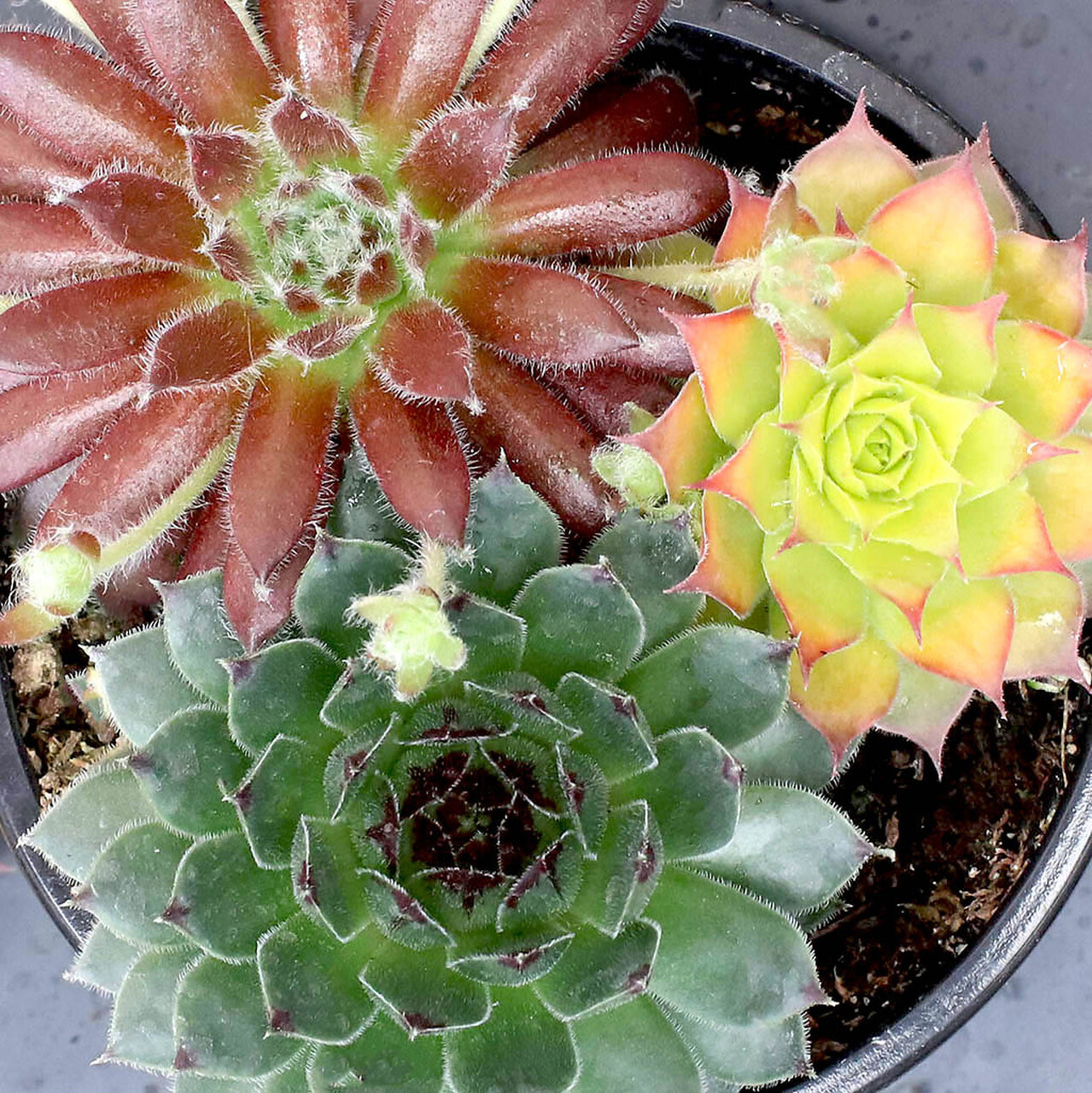 Sempervivum Chick Charms TRIO &#39;Honeycrisp Twist&#39; - 3.5&quot;
