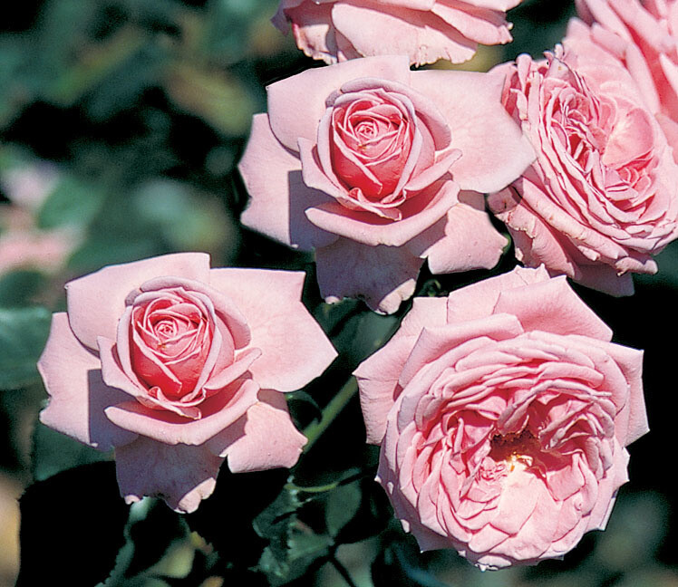 Climbing Rose &#39;Coral Dawn&#39; 2 gal