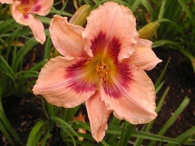 Daylily - Hemerocallis &#39;Paper Butterfly&#39; - 1 gal
