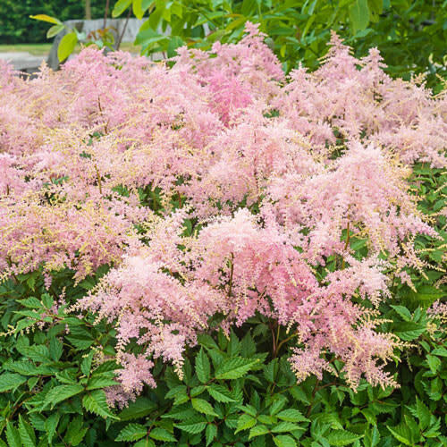 Astilbe &#39;Fireworks Pink&#39; 1 gal