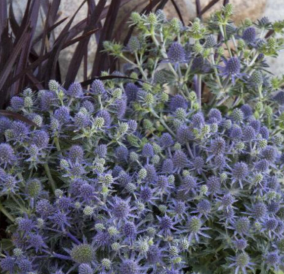 Sea Holly &#39;Blue Hobbit&#39; - 1 Gal