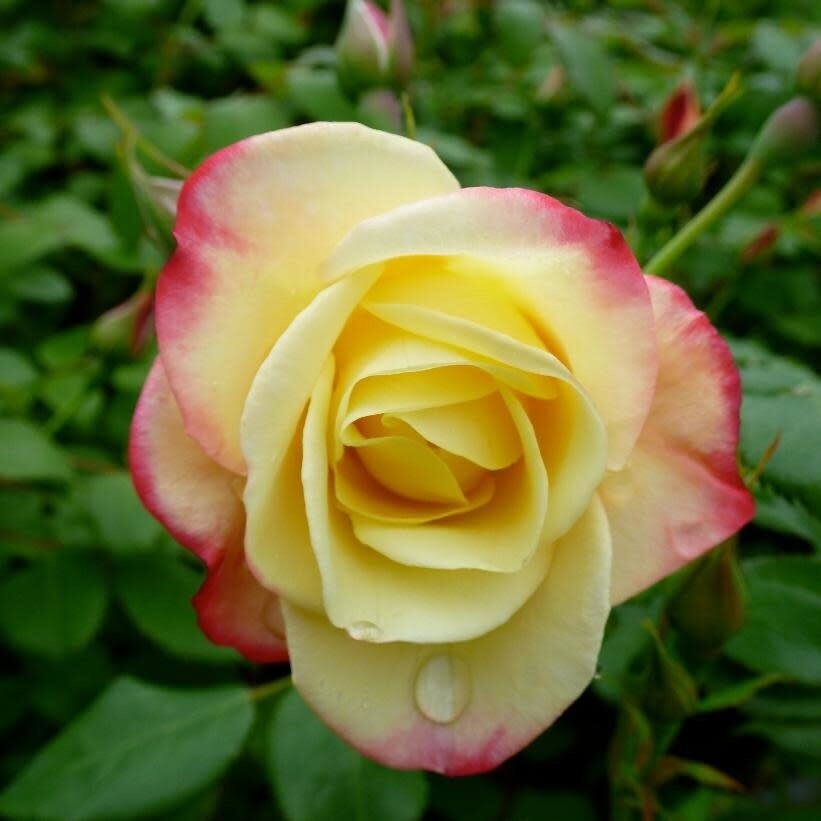 Rose - 'Campfire Pink/Yellow' - 2 gal