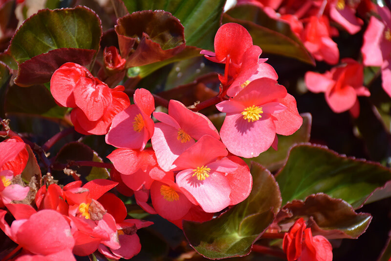 Begonia &#39;Whopper Rose Bronze Leaf&#39; 4&quot;