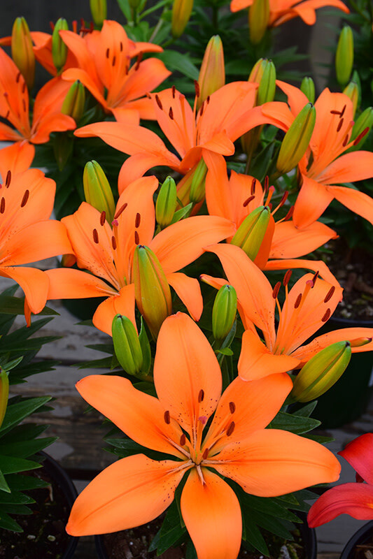 Asiatic Lily 'Orange Matrix' 2 gal