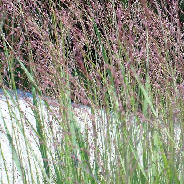 Switch Grass &#39;Panicum Purple Tears&#39; 2 gal