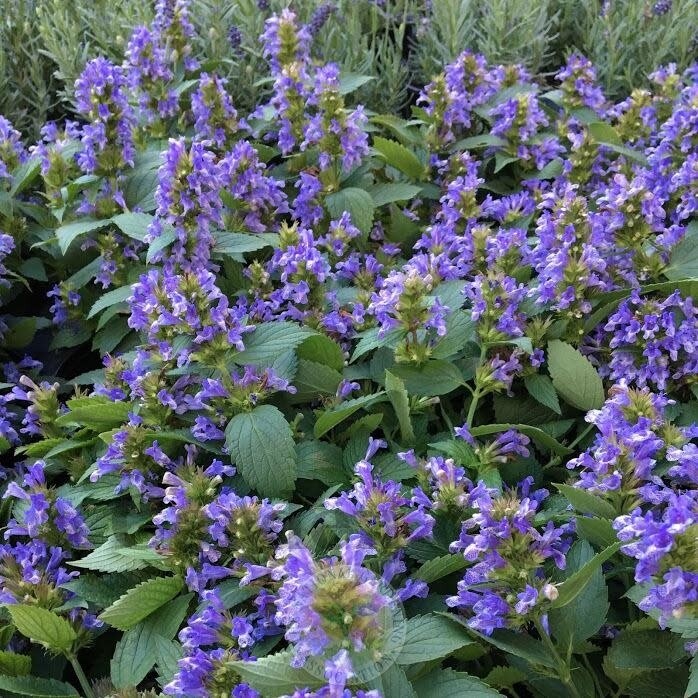 Nepeta &#39;Blue Prelude&#39; Catmint 1 gal