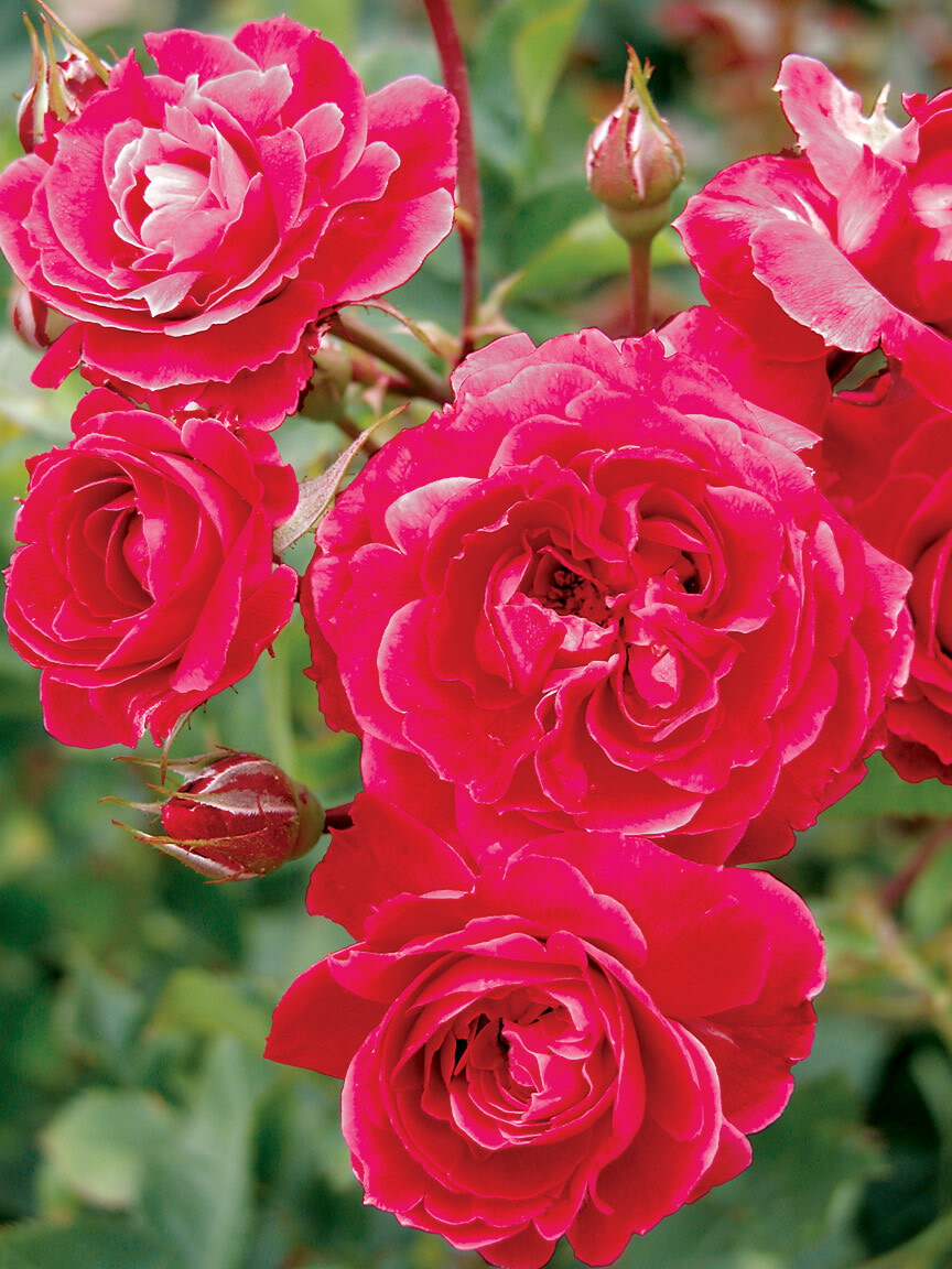 Rose &#39;Alexander Mackenzie&#39; 2 gal (Red)