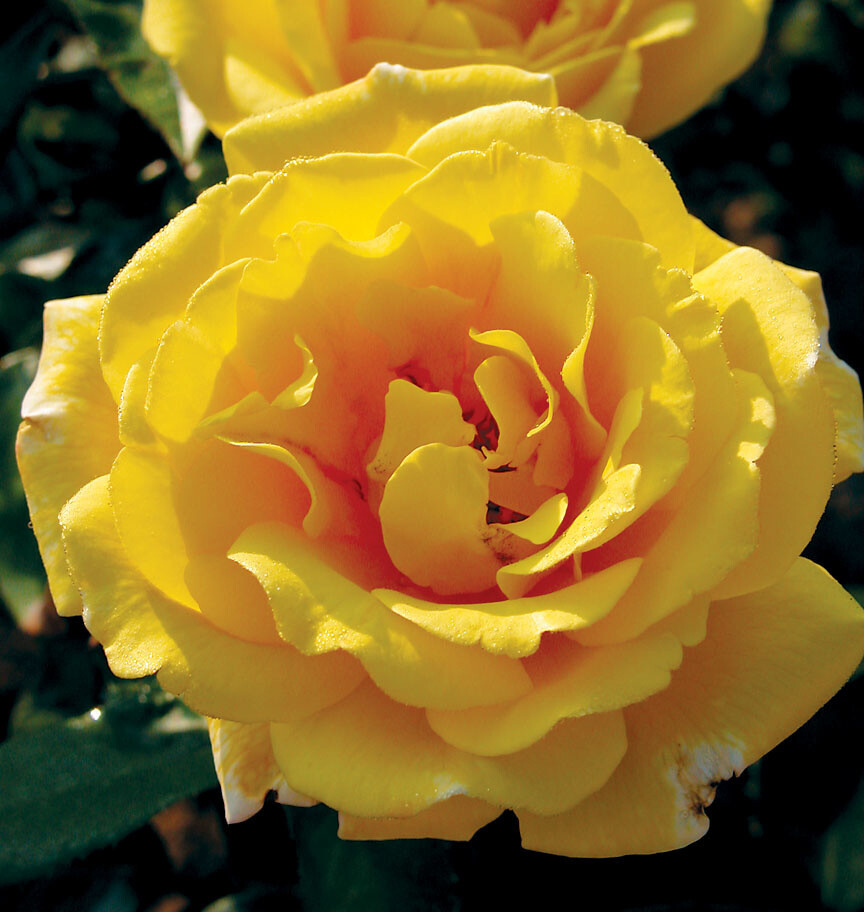 Climbing Rose &#39;Golden Showers&#39; 2 gal (Yellow)