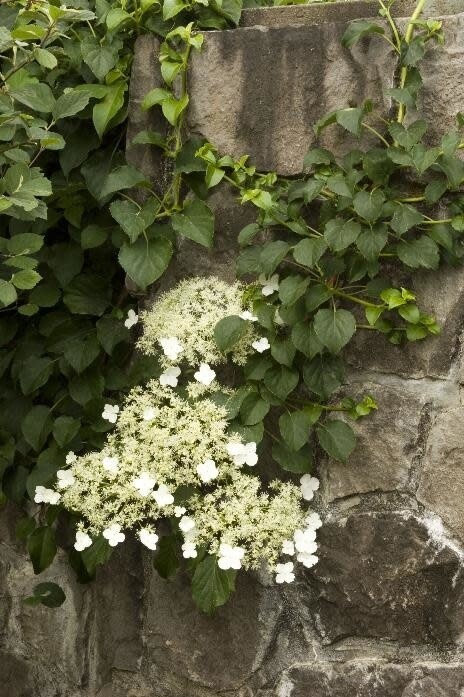 Hydrangea &#39;Climbing&#39; - 2 gal staked