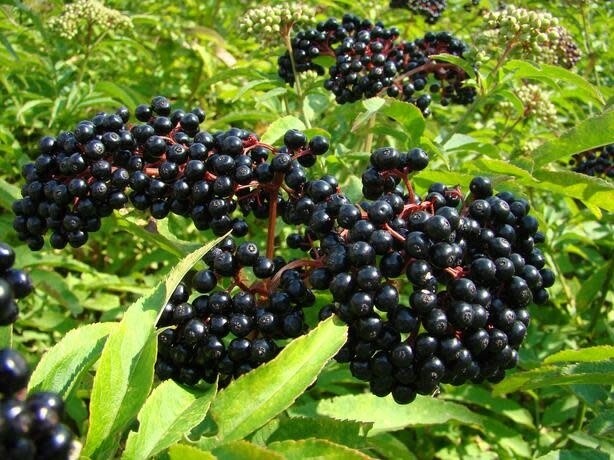 Elderberry 'York' 2 gal