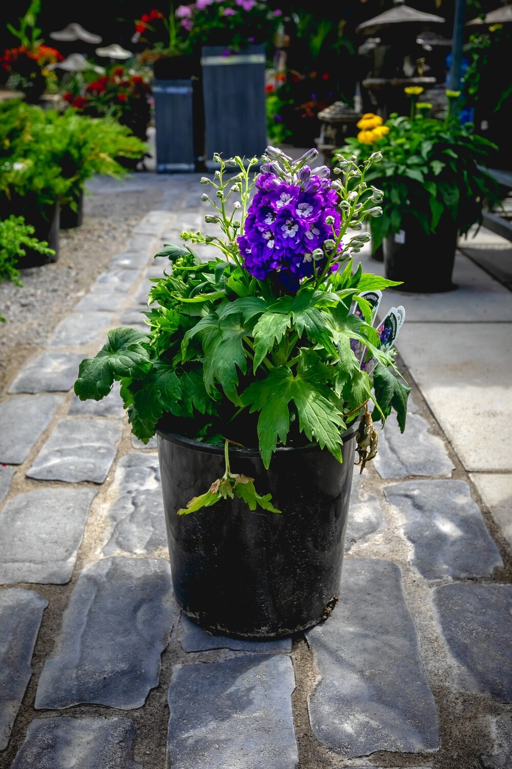 Delphinium &#39;Mix&#39; -2 gal GS