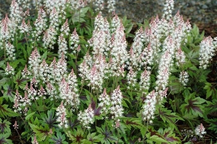 Foam Flower 'Tiarella Sugar and Spice' 1 gal