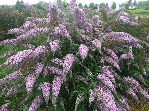 Butterfly Bush 'Grand Cascade' 2 gal