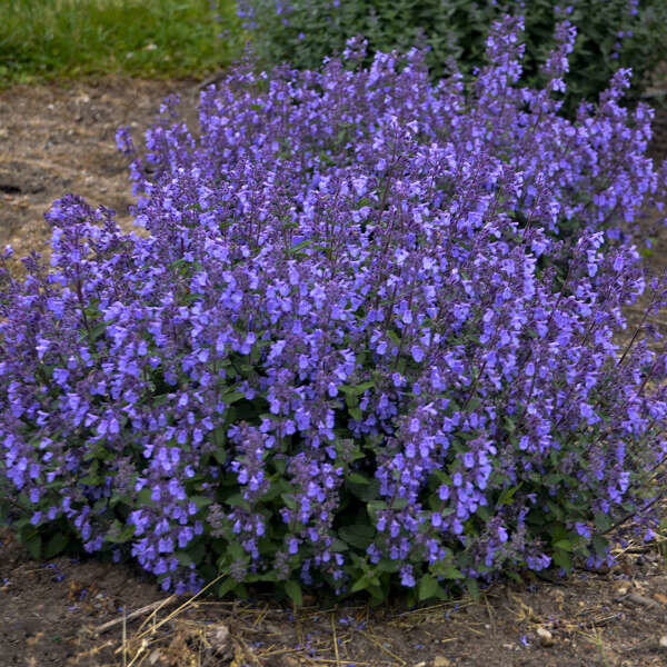 Nepeta &#39;Picture Purrfect&#39; Catmint 1 gal