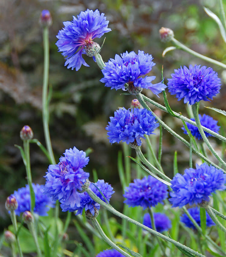 Bachelor's Button 'Centaurea Blue' 1 gal
