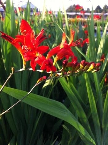 Crocosmia Lucifer &#39;Falling Stars&#39; 1 gal