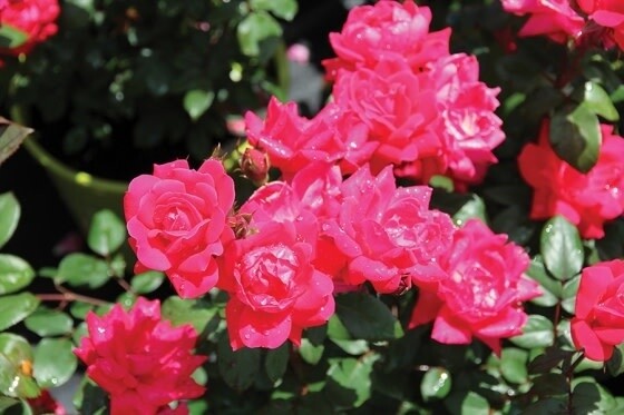 Rose &#39;Double Knock Out&#39; 2 gal (Red)
