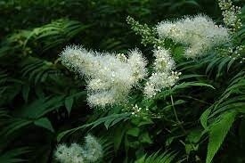 False Spirea 'Sorbaria sorbifolia' 2 gal