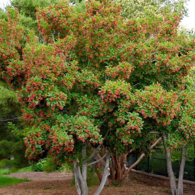 Maple &#39;Hot Wings&#39; - 7-8&#39; Potted