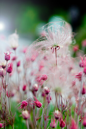 Geum &#39;Triflorum&#39; Prairie Smoke 1 gal