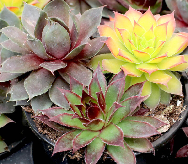 Sempervivum Chick Charms TRIO &#39;Candied Campfire&#39; - 3.5&quot;