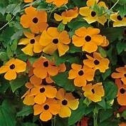 Thunbergia - Black Eyed Susan Vine 'Orange Eye' 4"