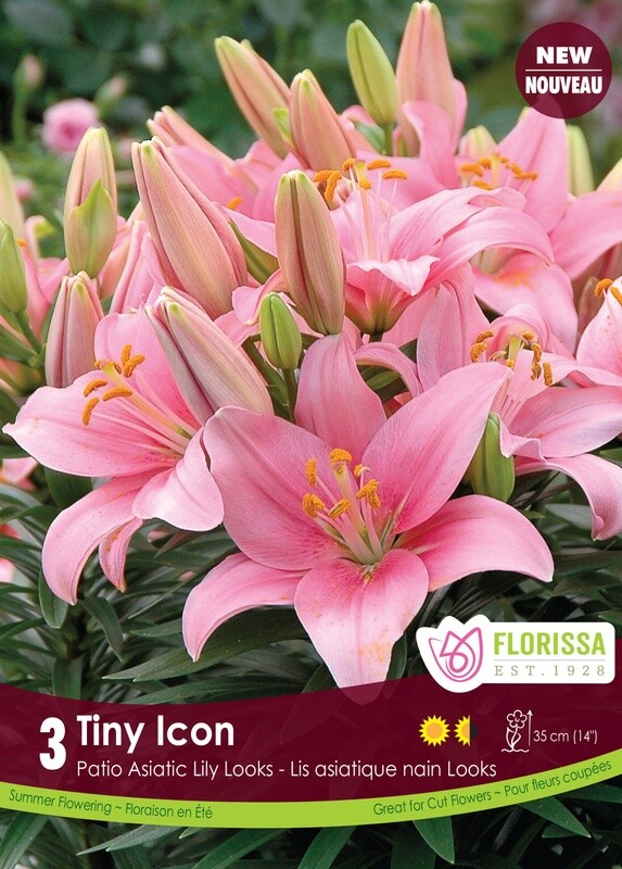 Lily (bulb pkg) Asiatic Tiny Icon (3/pkg)