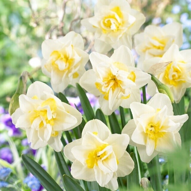 Narcissus (bulb pkg) Double White Lion 12+ (5/pkg)