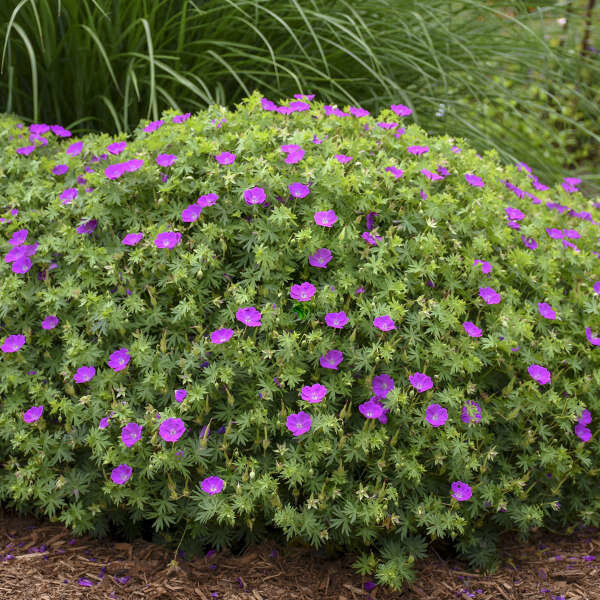 Perennial Geranium &#39;New Hampshire Purple&#39; - 1 gal