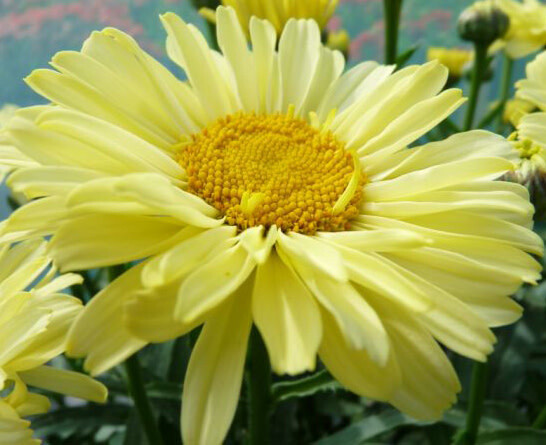 Shasta Daisy 'Leucanthemum Real Sunbeam' - 1 gal