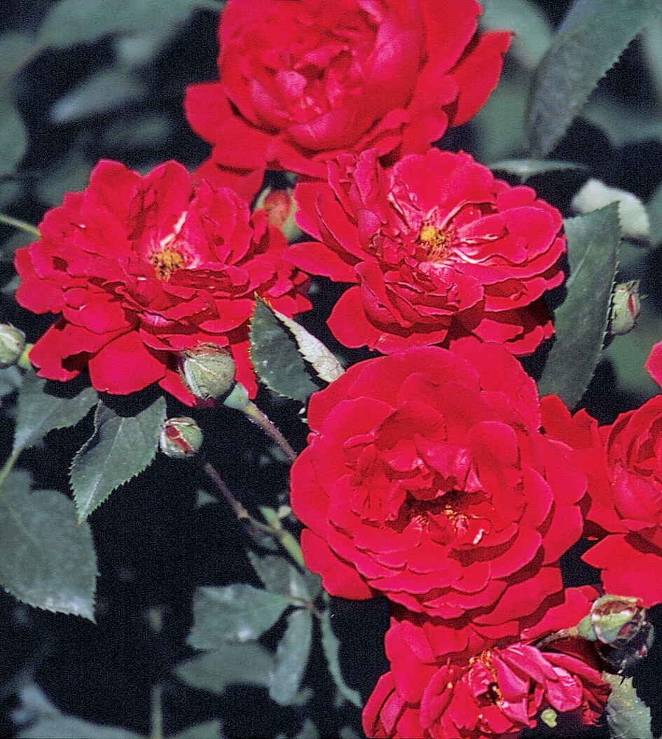 Climbing Rose &#39;Blaze Improved&#39; 2 gal