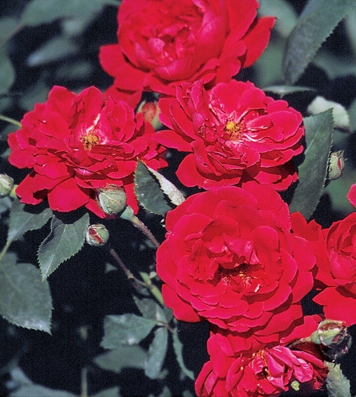 Climbing Rose &#39;Blaze Improved&#39; 2 gal (Red)