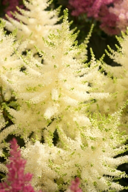 Astilbe &#39;Mojito&#39; - 2 gal