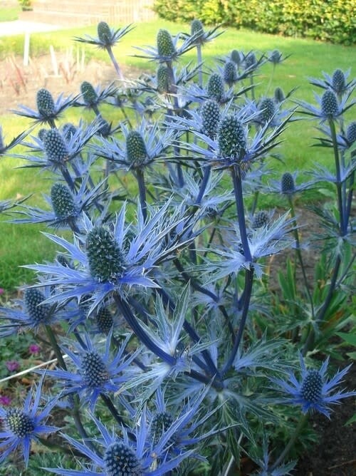 Sea Holly &#39;Eryngium Big Blue&#39; 1 gal