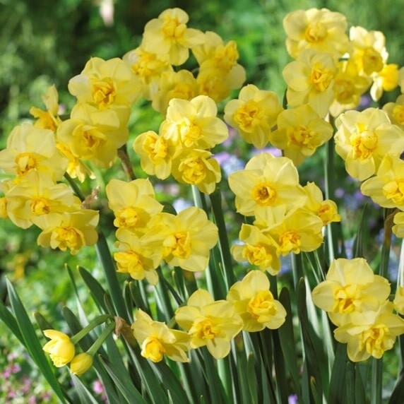 Narcissus (bulb pkg) Yellow Cheerfulness 12+ (5/pkg)