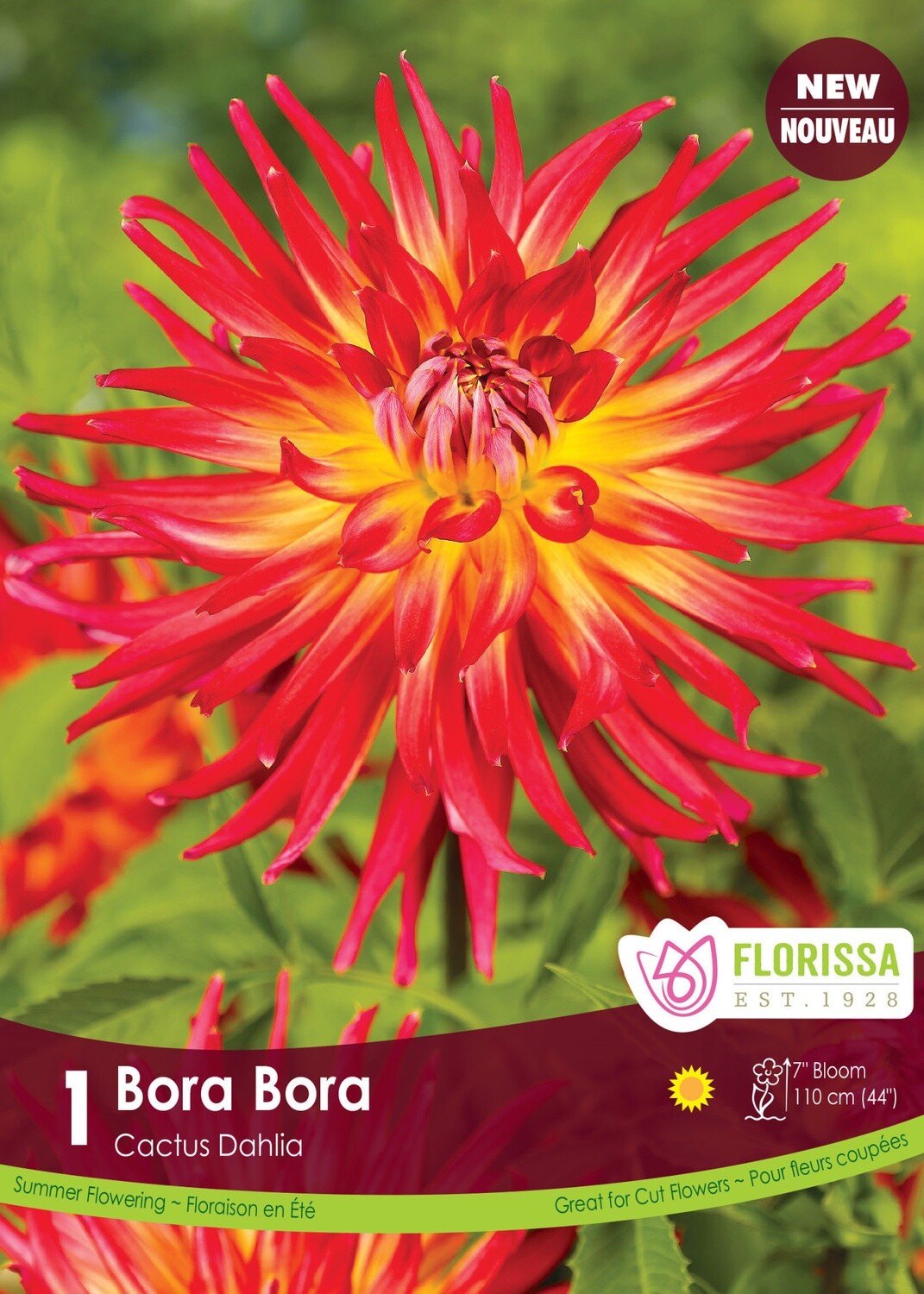 Dahlia Cactus (bulb pkg) Bora Bora (1/pkg)