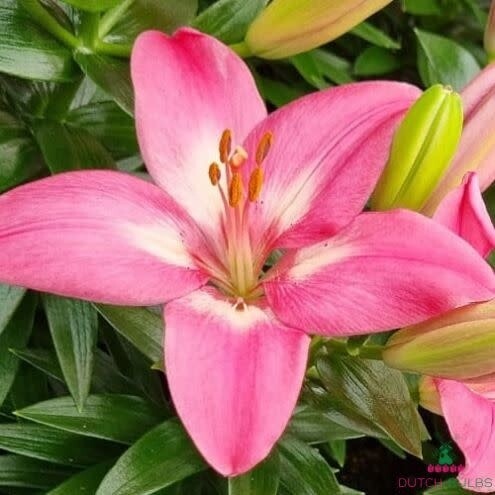 Asiatic Lily 'Rozalynn' 2 gal