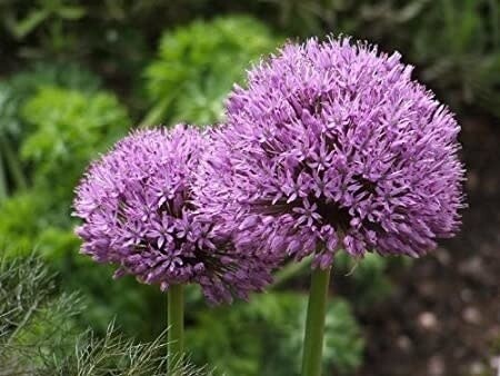 Allium (bulb pkg) Globemaster Tops (1/pkg)