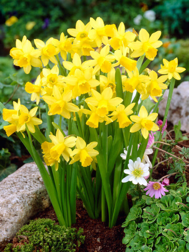 Narcissi (bulb pkg) Tete a Tete 12/14 (10/pkg)