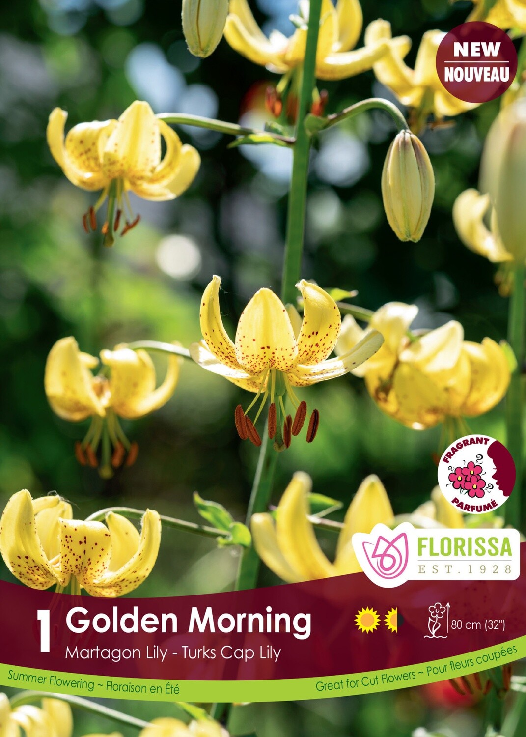 Lily (bulb pkg) Martagon Golden Morning (1/pkg)